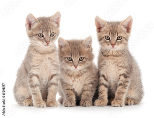 Fototapeta Naklejka Na Ścianę i Meble -  Three baby kittens.