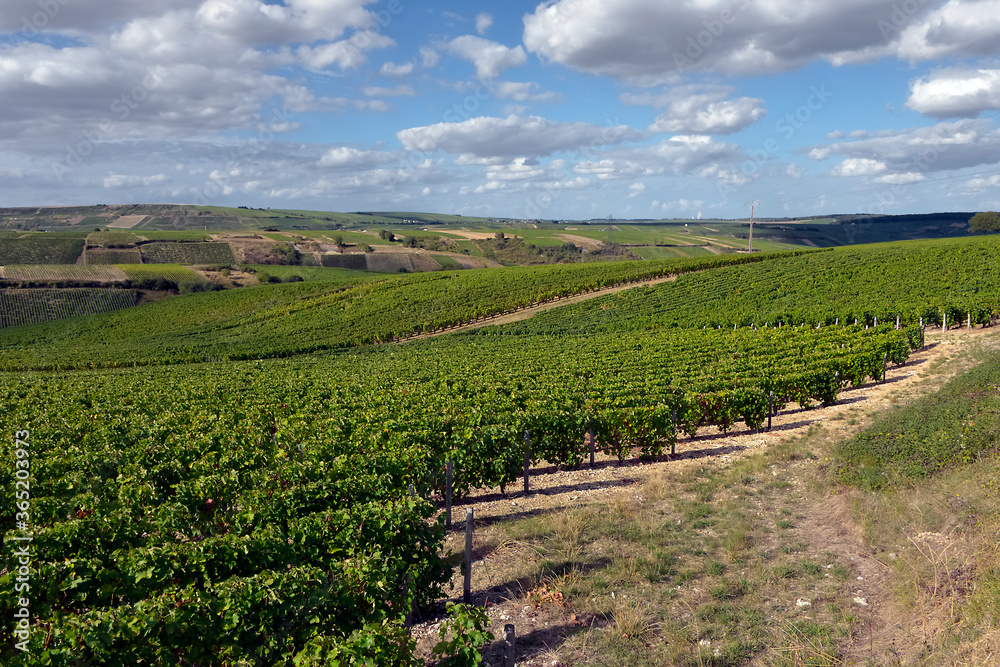Obraz premium Vine near of Sancerre, commune and canton in the Cher department of central France overlooking the Loire River. It is noted for its wine