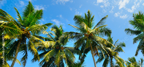 Nice palm trees in the blue sunny sky. Wide photo.