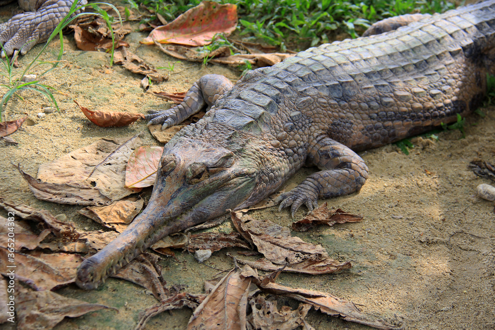 Obraz premium Crocodiles in the zoo, Kampar, Riau, Indonesia.