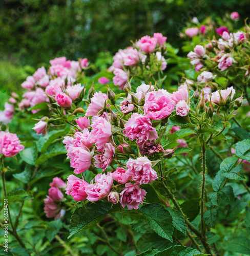 rosehip bush with pink flowers in summer garden