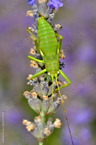 Macro of green grasshopper on lavender flower, seen from above photo