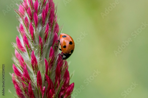 Makroaufnahme eines Marienkäfers an einer roten Kleeblüte © natros