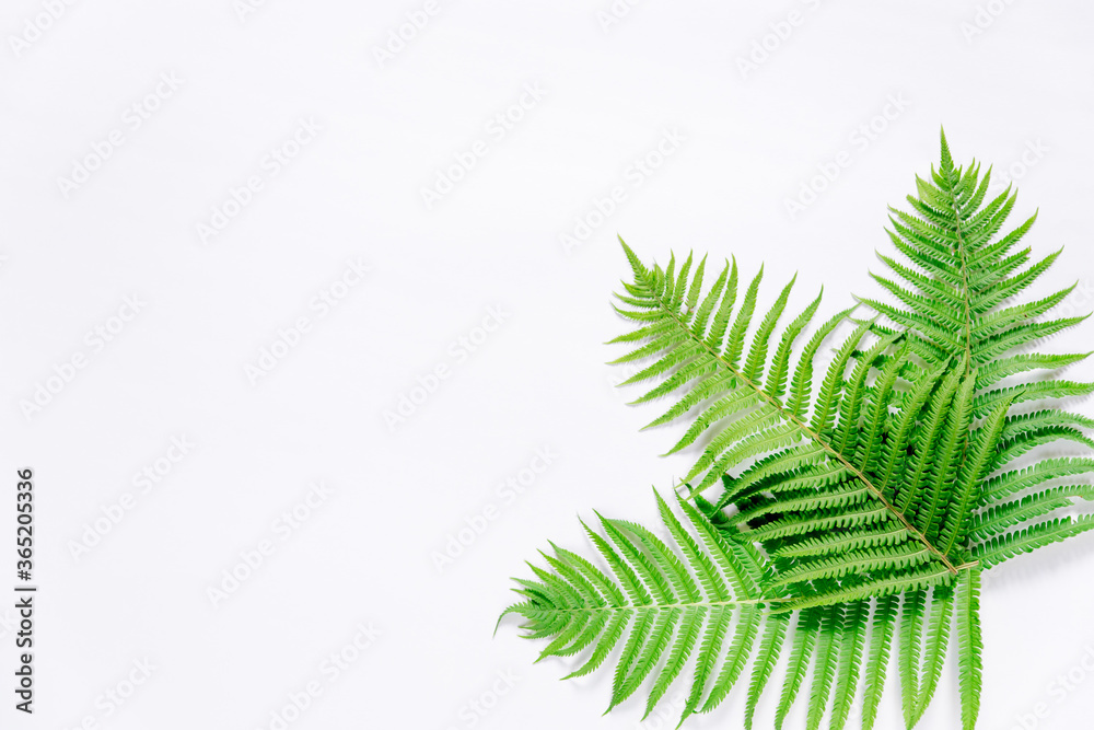 Fern leaves on a white background. Minimalism. Space for text, banner. The view from the top.