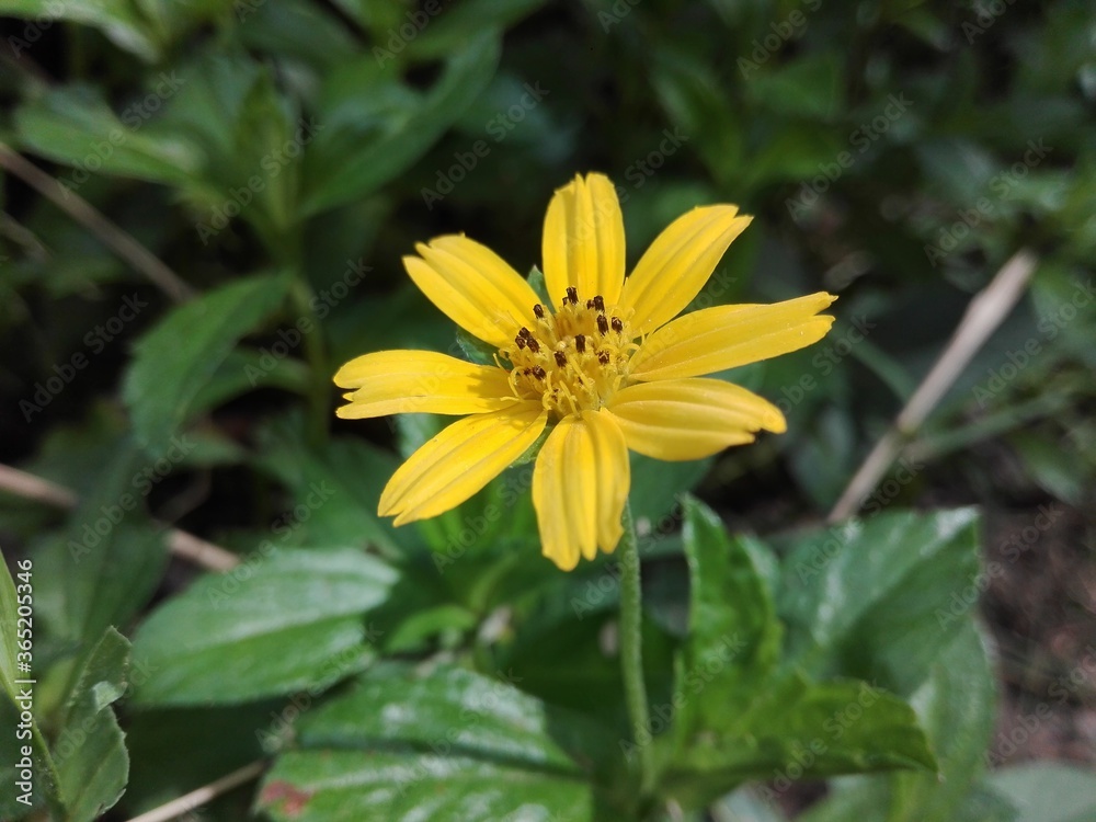 yellow flowers in the garden yellow flowers in the garden