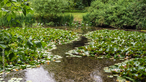 Summer garden in a green forest with a lake and water lilies