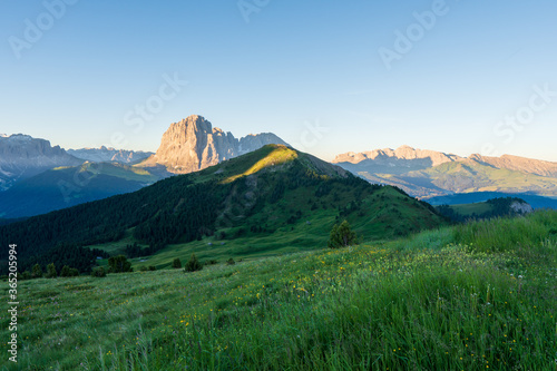 Wild flowers growing on the side of Seceda mountain in the Italian Dolimites of the Alps