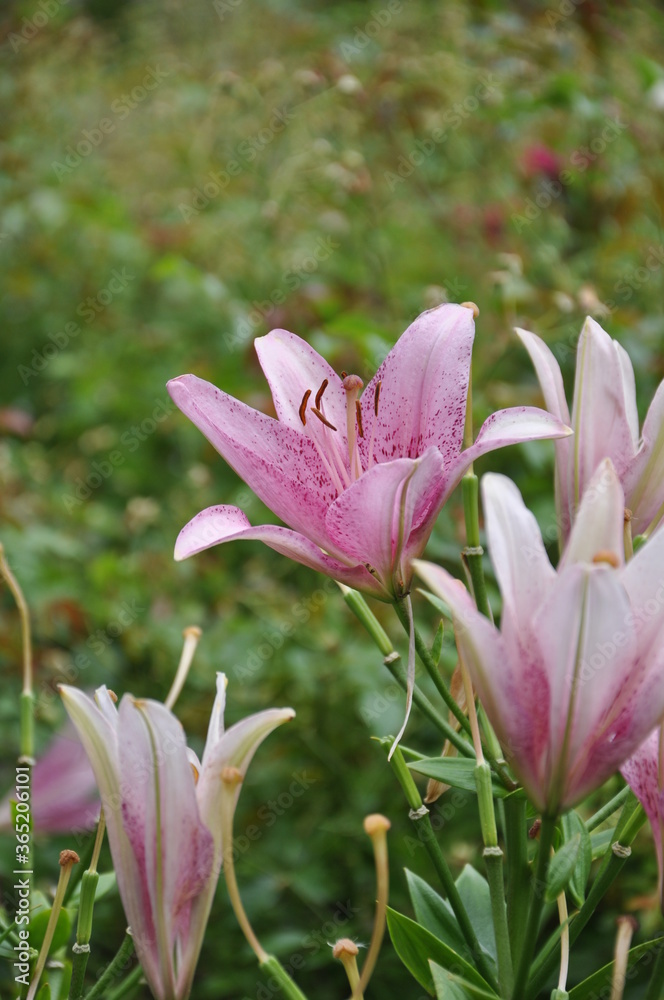 pink lilies bloom in the garden