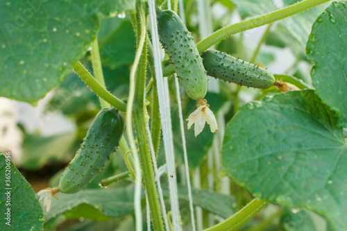 Close up fresh ripe cucumbers growing in greenhouse.
