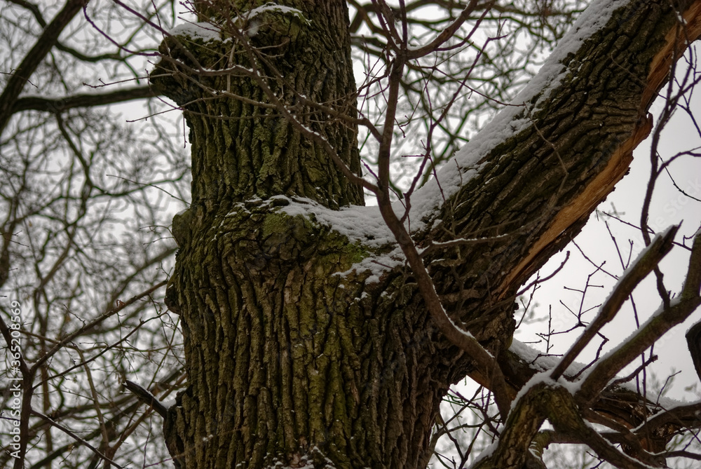 naked trees in the snow in the forest, Moscow naked trees in the snow in the forest, Moscow