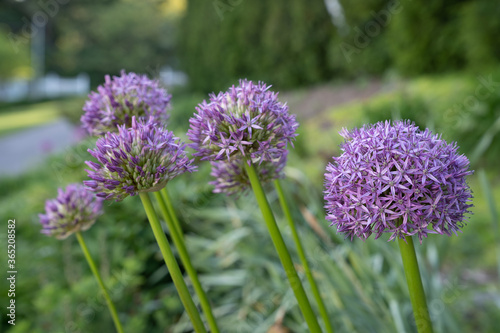 Allium Flowers in a summer garden. High quality photo