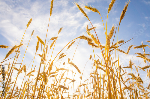 Ripe ears of wheat against the blue sky grow up. The sun shines brightly through the field. Background for rural booklet