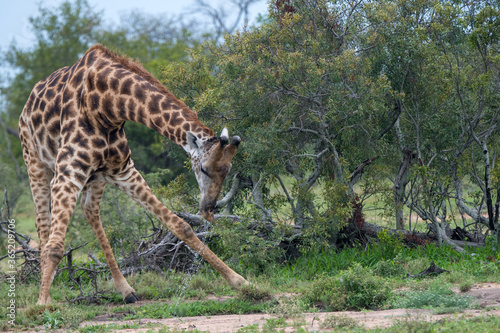 Photography Giraffe (Giraffa giraffa) drinking at a small waterhole in the Timbavati Reserve