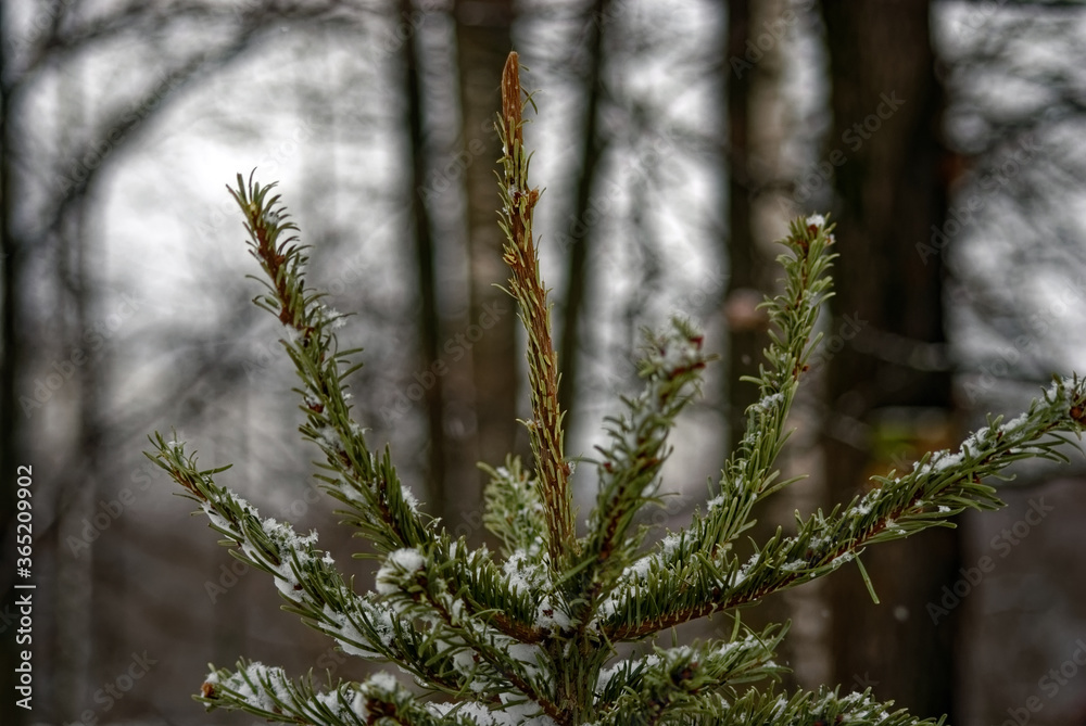 Christmas tree with decorations left on the street after the holiday, Moscow