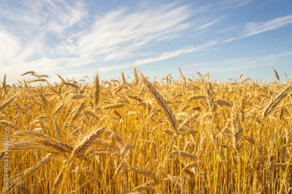 Wheat fields. Golden wheat ears close up. Backgrounds of ripening ears of wheat field. Rich harvest concept. For design rural booklet Wheat fields. Golden wheat ears close up. Backgrounds of ripening ears of wheat field. Rich harvest concept. For design rural booklet