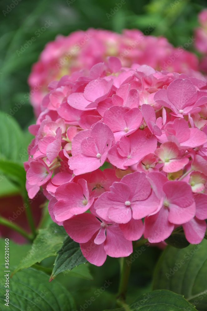 Pink hydrangea flower bloom in botanical garden Pink hydrangea flower bloom in botanical garden