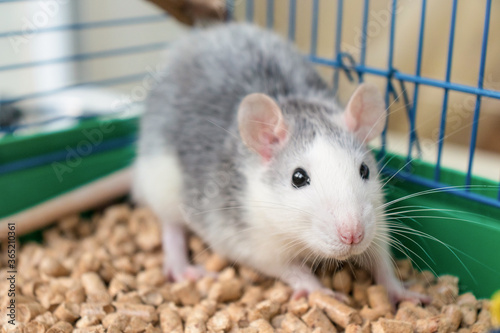 White-grey cute rat in the cage
