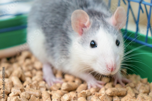 White-grey cute rat in the cage 