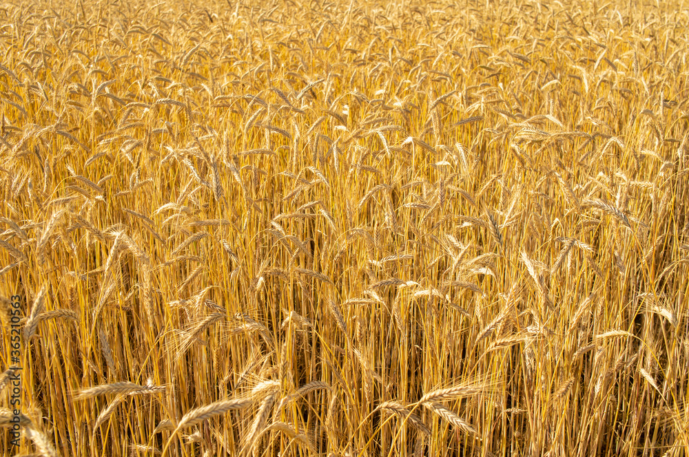 Cereal plants ears of corn ripened in the field. Agricultural background Cereal plants ears of corn ripened in the field. Agricultural background