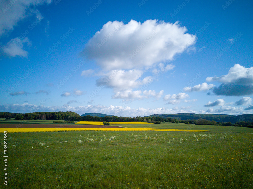 Obraz premium field of yellow flowers