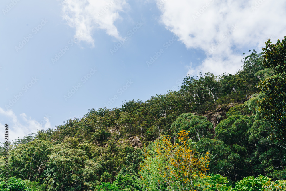 Mullumbimby hinterland forest