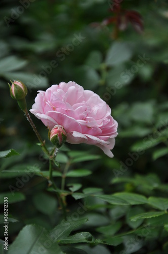 Pink rose bloom in the garden with little burgeons