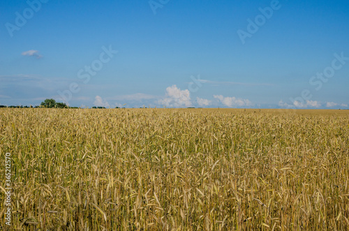 Golden rye field under the blue sky. Rye field in summer