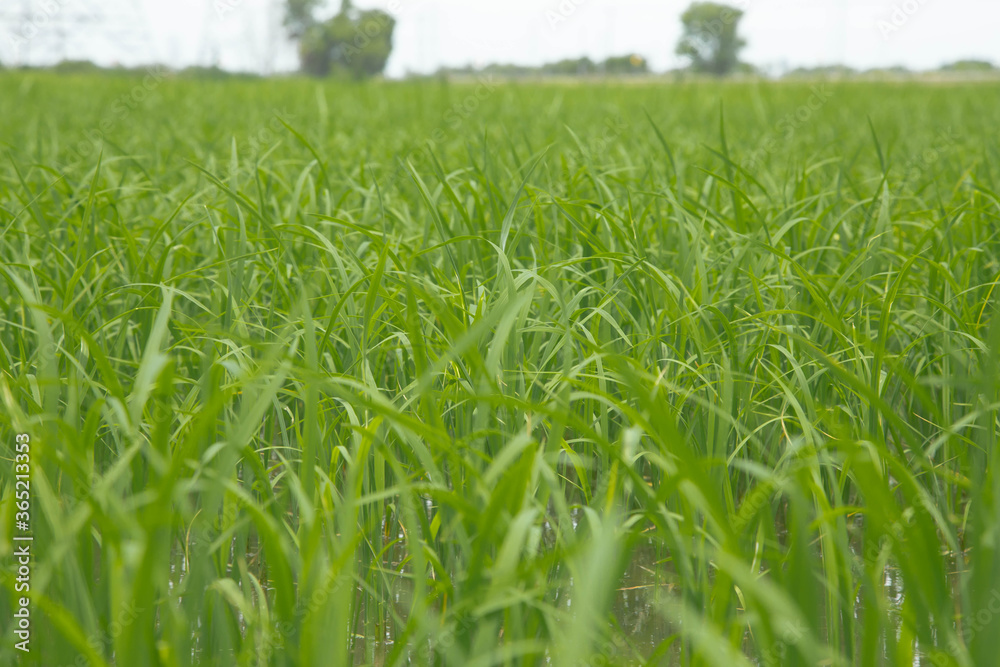 Obraz premium Rice fields in Thailand