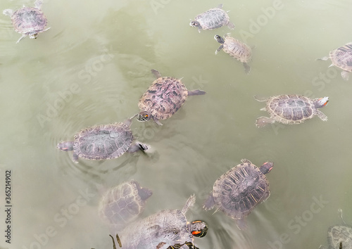 Many beautiful turtles swim in the lake, the river in anticipation of feeding, food. Photograph, top view. photo
