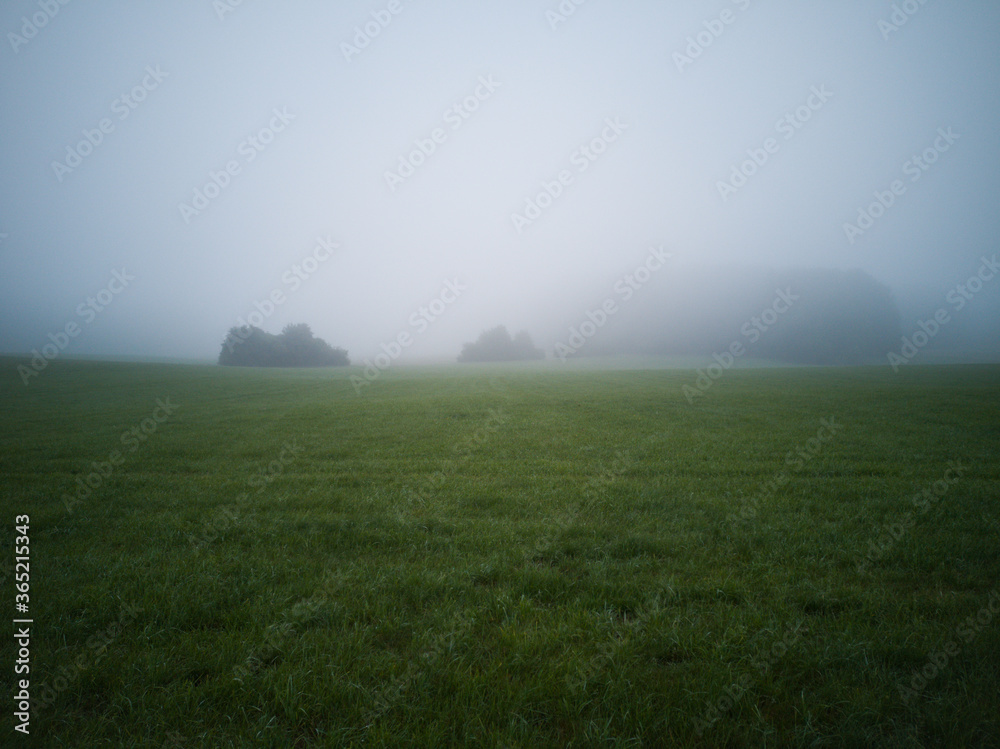 misty morning in the field