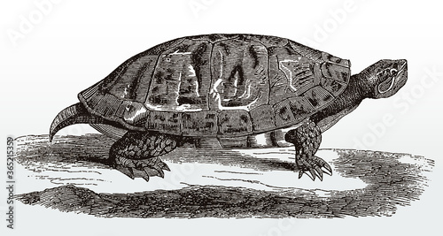 Northern red-bellied turtle or cooter, pseudemys rubriventris from the United States in side view after an antique illustration from the 19th century photo
