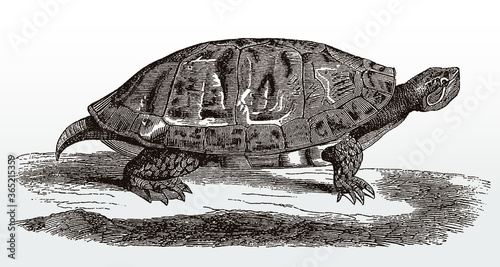 Northern red-bellied turtle or cooter, pseudemys rubriventris from the United States in side view after an antique illustration from the 19th century