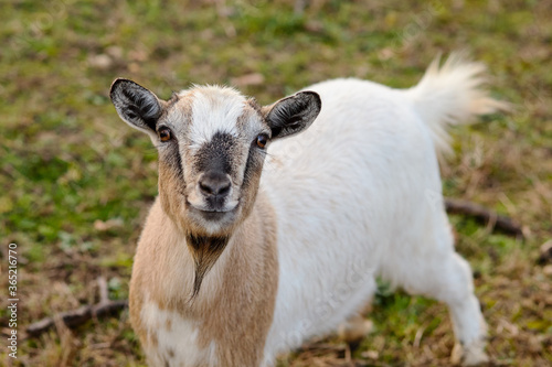 goat on the farm © Алексей Сыркин