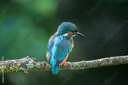 Male Kingfisher (Alcedo atthis) on a perch on a sunny morning
