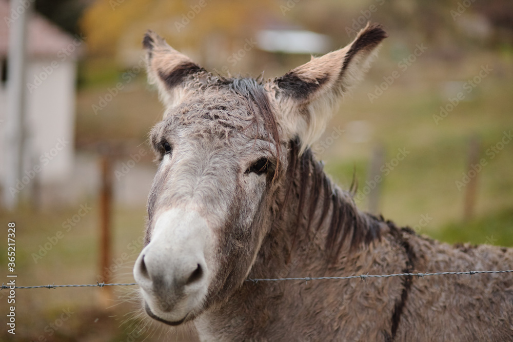 donkey on the farm behind the fence donkey on the farm behind the fence
