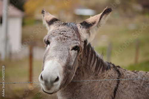 donkey on the farm behind the fence © Алексей Сыркин