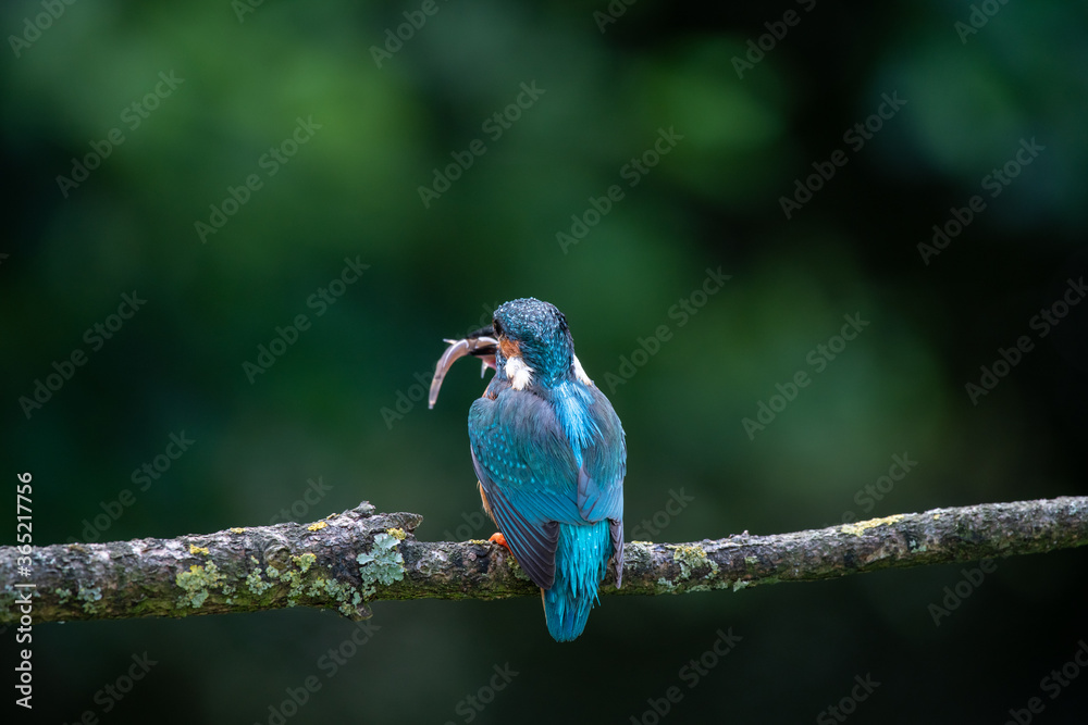 Male Kingfisher (Alcedo atthis) perched with a fish on a sunny morning