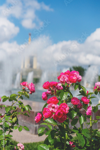 Fototapeta Naklejka Na Ścianę i Meble -  pink roses on the background of the fountain