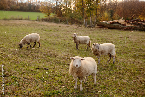 sheeps on the farm