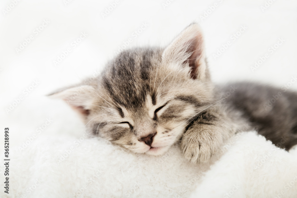 Striped tabby kitten sleeping on white fluffy plaid bed. Portrait with paws of beautiful fluffy gray kitten. Cat, animal baby, kitten with big eyes