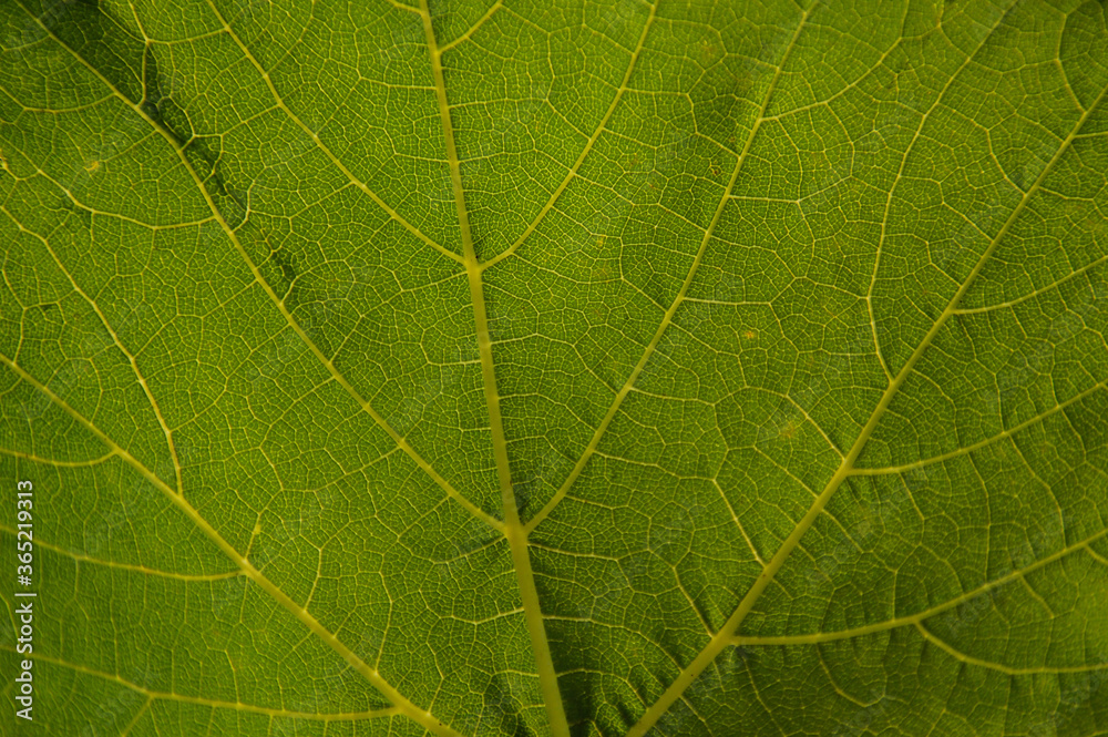 The natural texture of a green grape leaf. Eco-friendly background The natural texture of a green grape leaf. Eco-friendly background