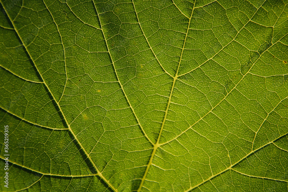 The natural texture of a green grape leaf. Eco-friendly background The natural texture of a green grape leaf. Eco-friendly background