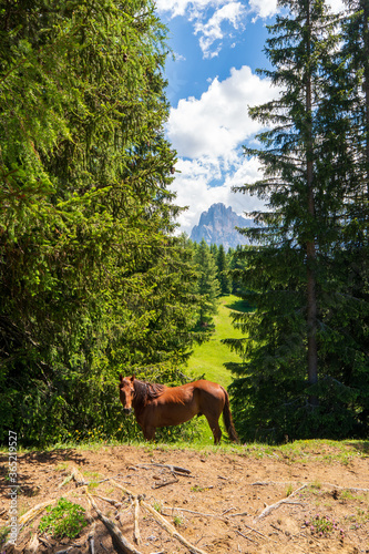 Horses at the fields of the beautiful Alpe di siusi Seiser Alm in the dolomites South Tyrol  Italy