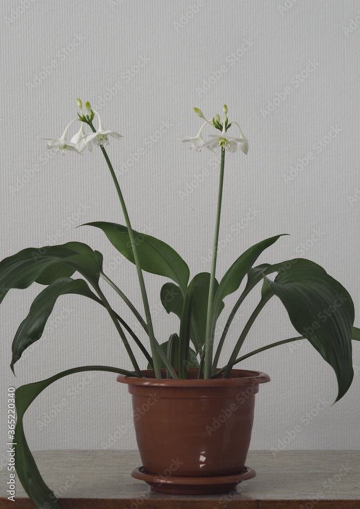 Floral background.Domestic flower Amazonian lily in a pot on a beige table and a gray background.