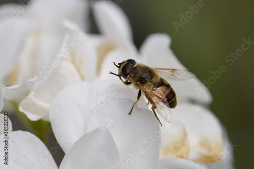 A flying insect takes a break on a blossom