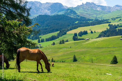 Wonderful Mountain Landscape Panorama With Horses At Seiser Alm In South Trol Italy