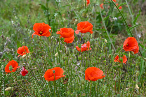 fleurs rouges des champs