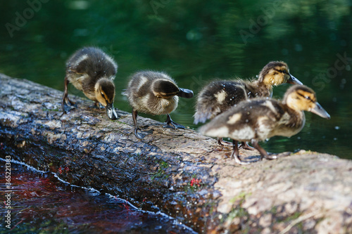 Duck with ducklings on the surface of the pond. photo