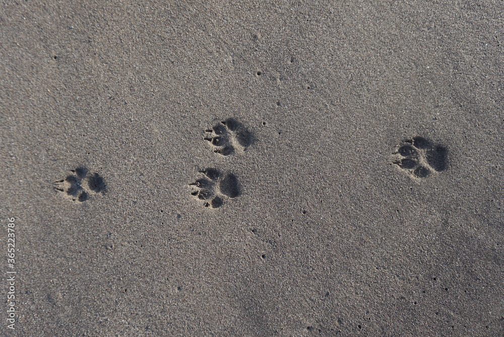 Dog footprints in sand. Multiple dog paw prints in sand on a beach in Tenerife, Canary Islands, Spain. Dog footprints in sand. Multiple dog paw prints in sand on a beach in Tenerife, Canary Islands, Spain.