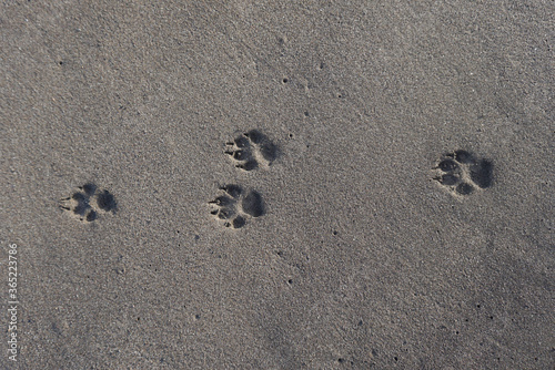 Dog footprints in sand. Multiple dog paw prints in sand on a beach in Tenerife, Canary Islands, Spain.